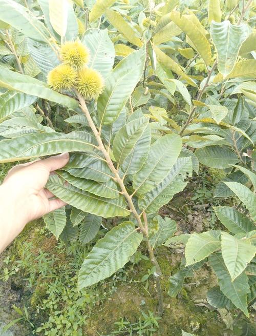 板栗种植技术视频有哪些关键要点？-图1