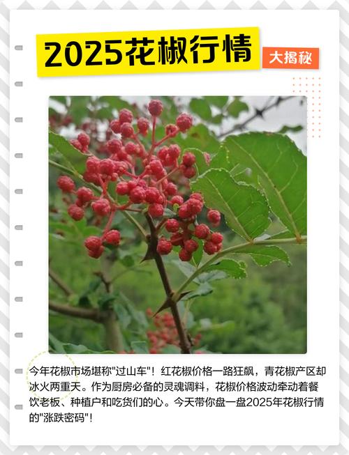 甘肃2025年花椒价格会涨还是跌?-图1 甘肃2025年花椒价格会涨还是跌?-图1