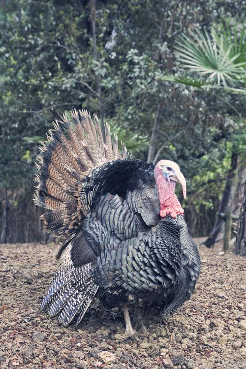 火鸡养殖视频技术要点有哪些?-图1 火鸡养殖视频技术要点有哪些?-图1