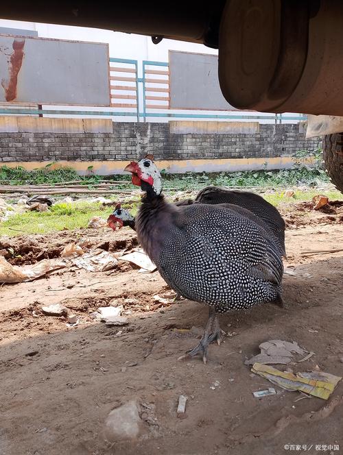 火鸡养殖视频技术要点有哪些?-图2 火鸡养殖视频技术要点有哪些?-图2