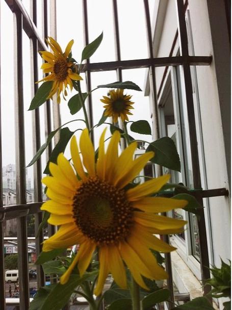 哪些大花仙人球品种好看？-图1