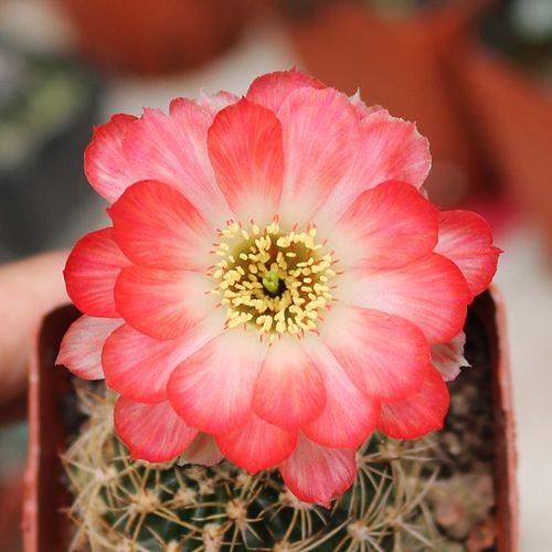 哪些大花仙人球品种好看？-图3