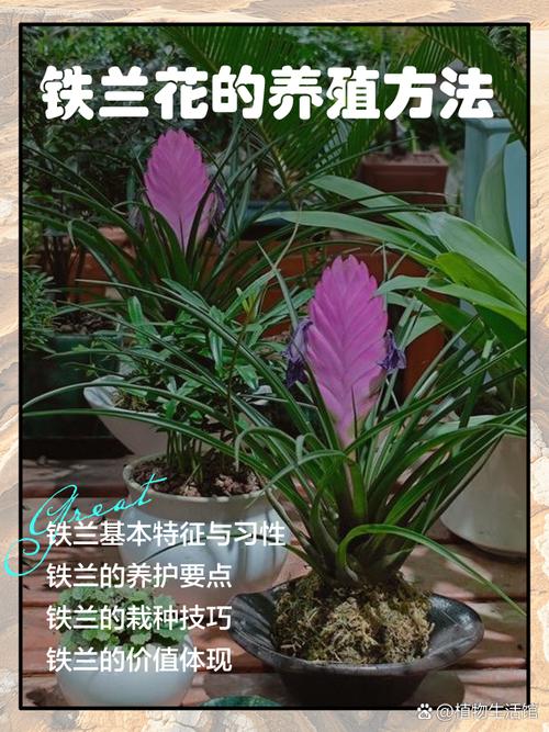 兰花种类繁多，养殖技术有何差异？-图3