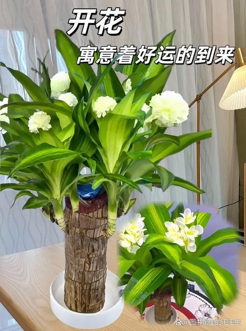 巴西木常见开花品种有哪些？-图2