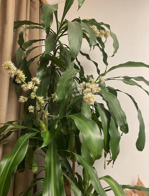 巴西木常见开花品种有哪些？-图1