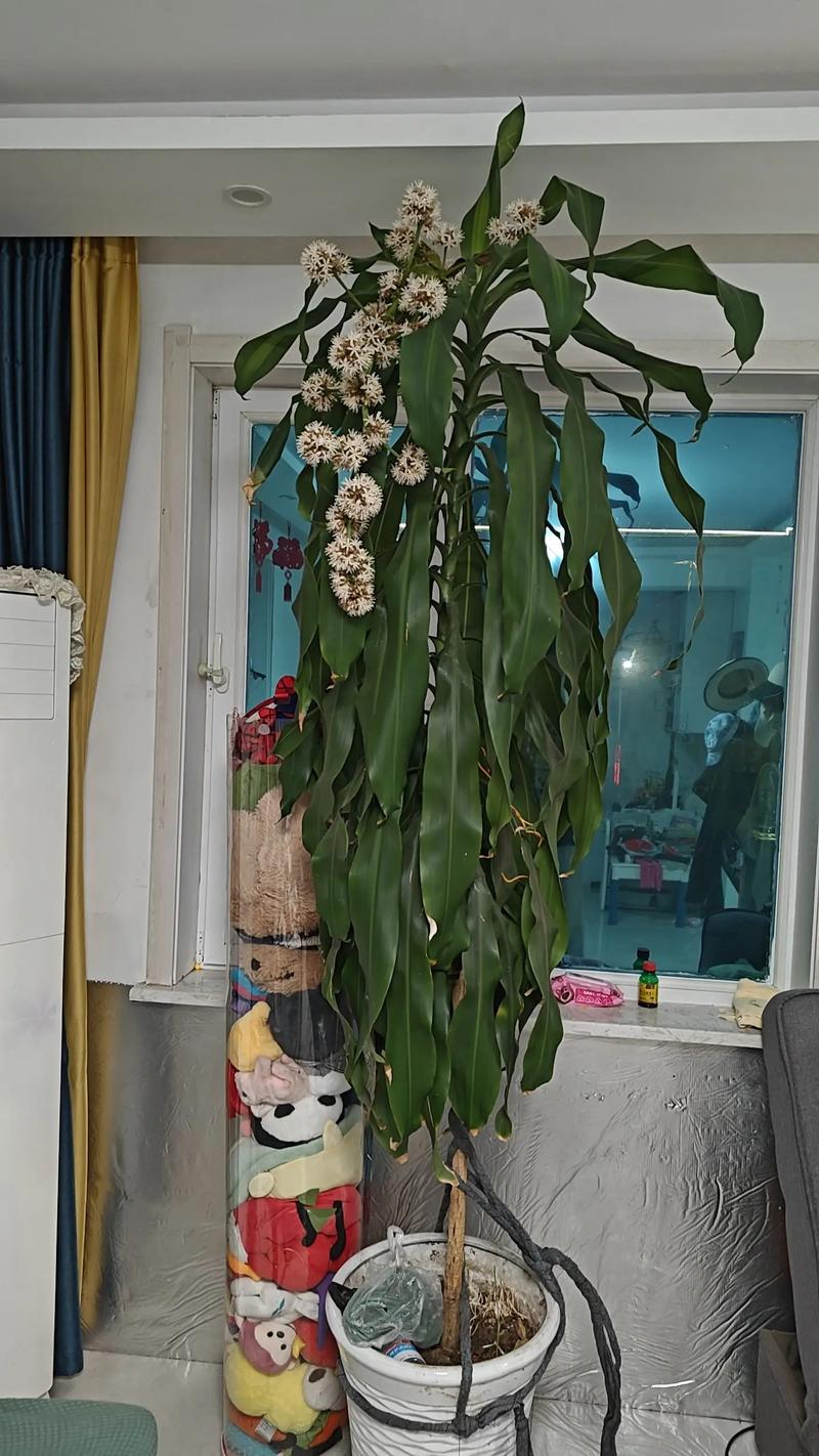 巴西木常见开花品种有哪些？-图3