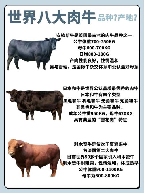 10个月性成熟牛品种有哪些?-图1 10个月性成熟牛品种有哪些?-图1