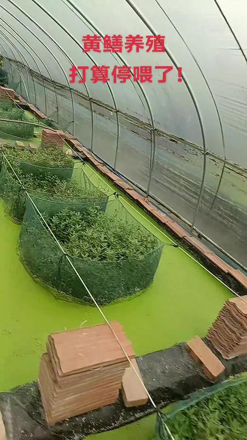CCTV7黄鳝养殖技术核心要点是什么？-图1