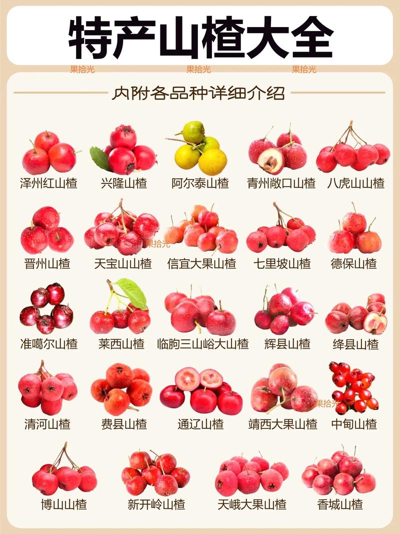 中国农科院最新山楂品种有何突破？-图1