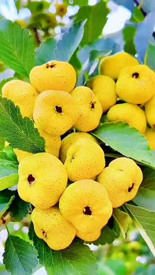 中国农科院最新山楂品种有何突破？-图2