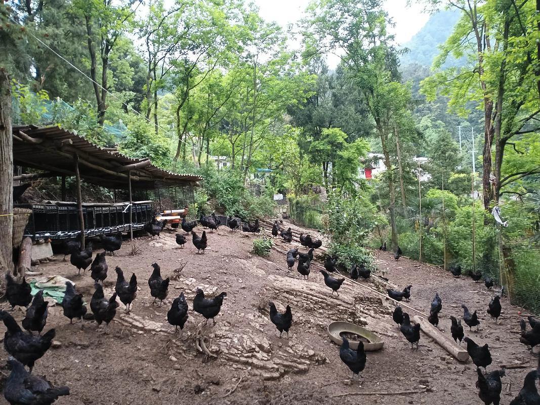 人工饲养鸡的核心养殖技术有哪些？-图3