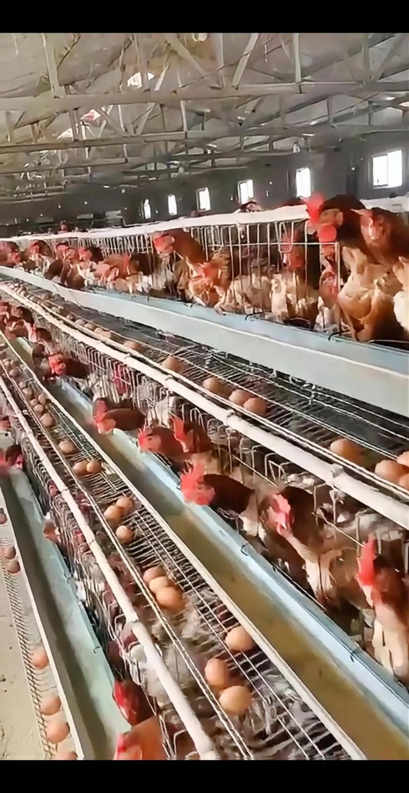 人工饲养鸡的核心养殖技术有哪些？-图2