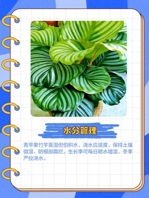 青苹果竹芋养护管理技术要点有哪些？-图1