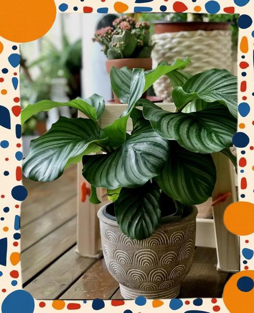 青苹果竹芋养护管理技术要点有哪些?-图3 青苹果竹芋养护管理技术要点有哪些?-图3