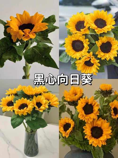 超级向日葵品种到底有多少种？-图3