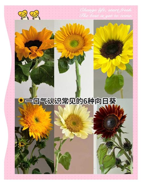 超级向日葵品种到底有多少种？-图1