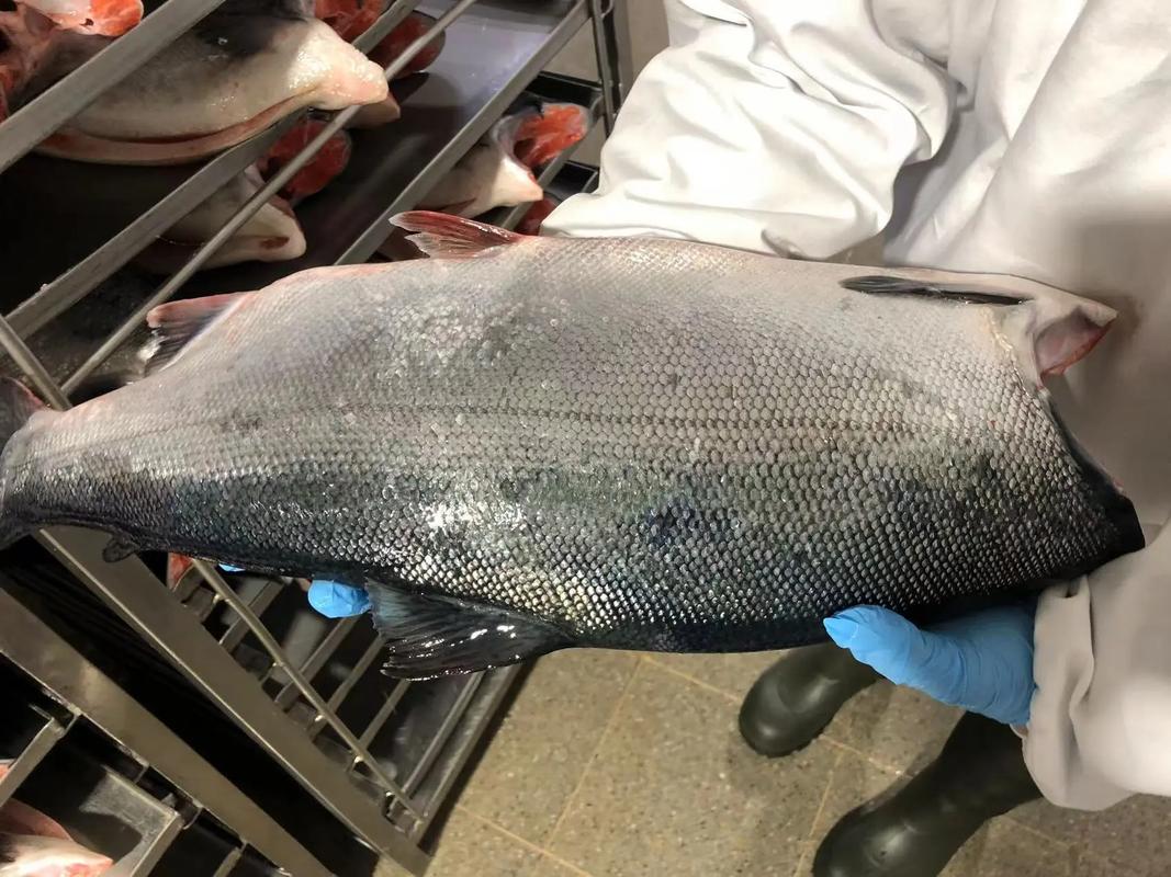 智利三文鱼具体是哪个品种？-图1