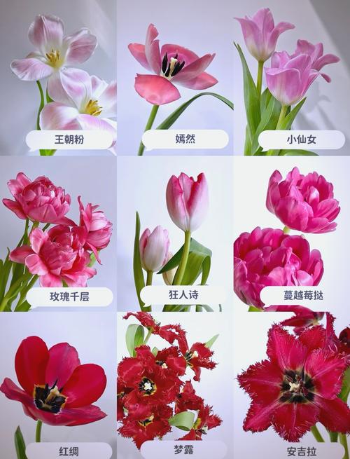 郁金香品种知多少？最大品种数之谜？-图1