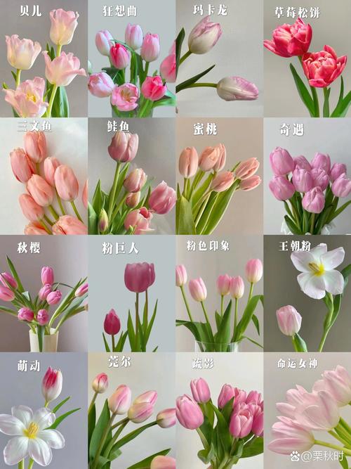 郁金香品种知多少？最大品种数之谜？-图2
