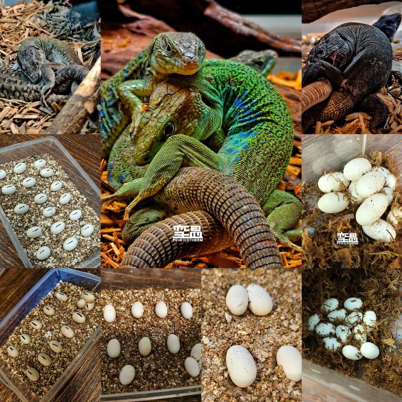 宠物蜥蜴品种多样，批发价格差异有多大？-图2
