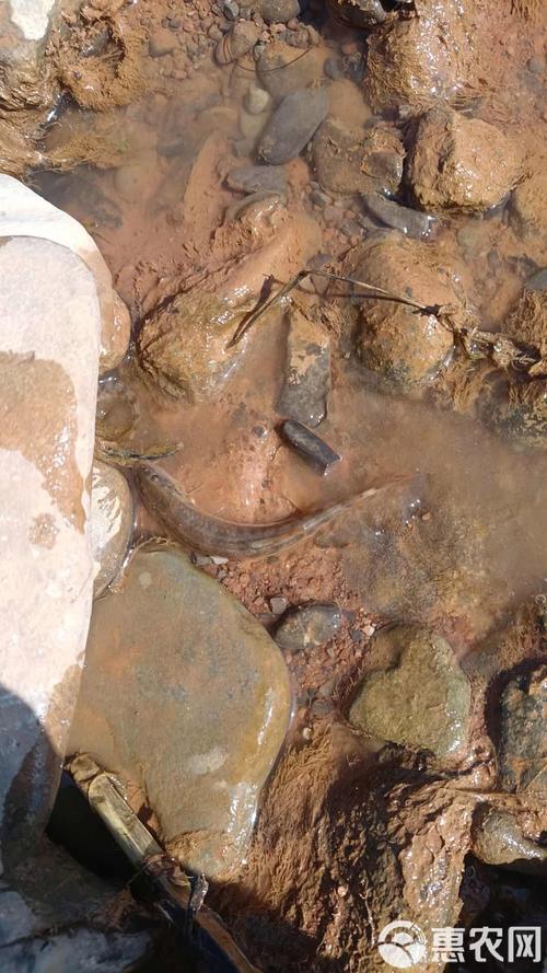 内江花泥鳅养殖技术视频怎么学？-图3