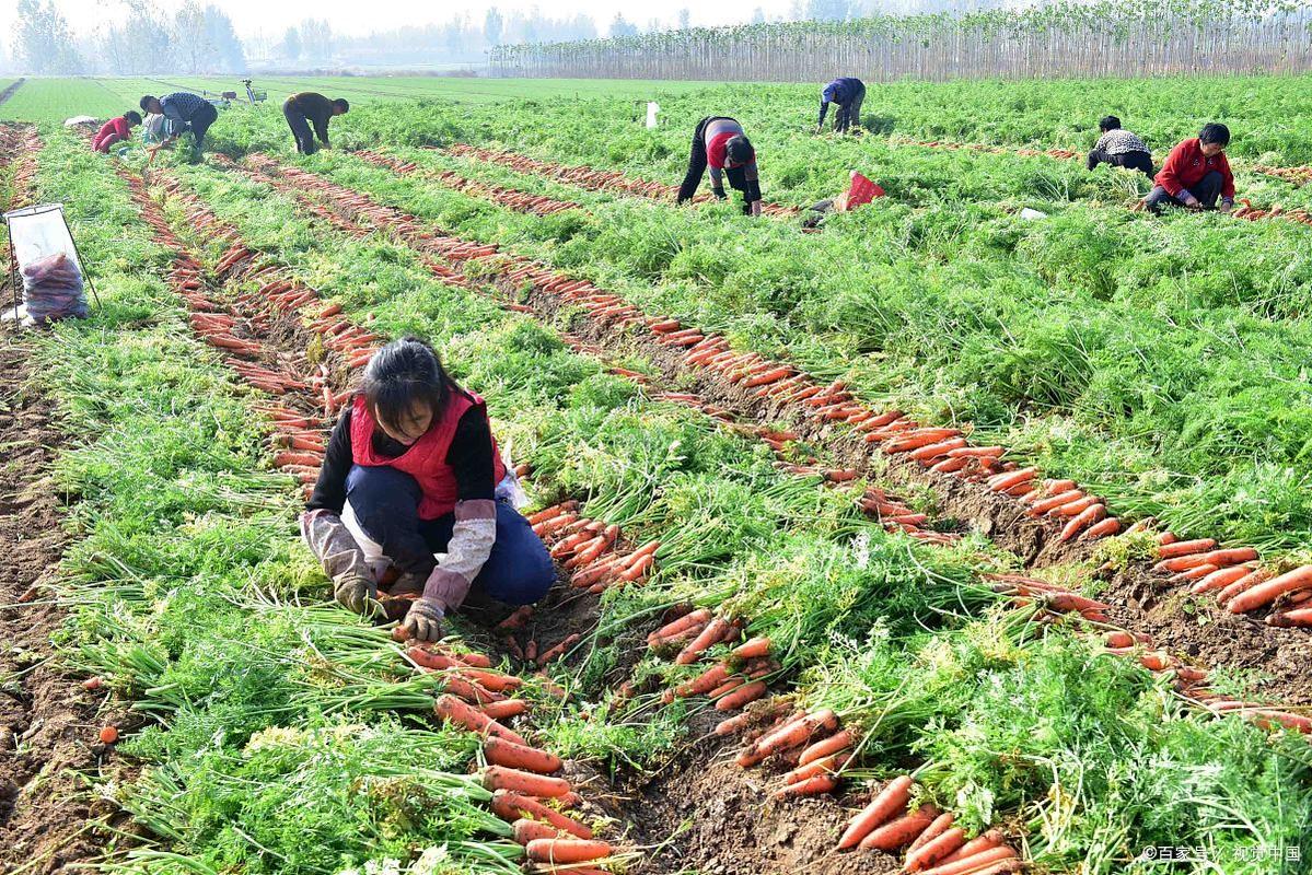 胡萝卜高产种植技术视频有哪些要点？-图1