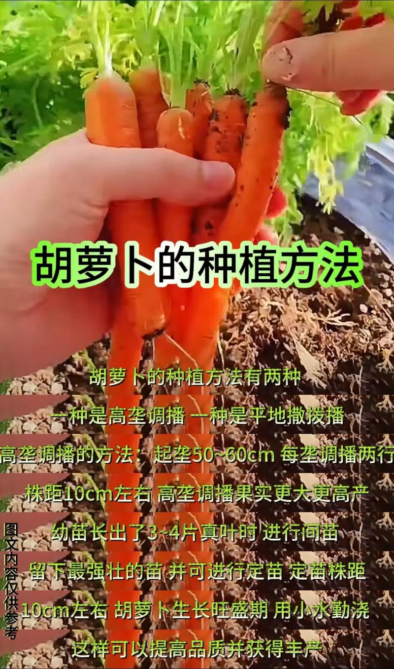 胡萝卜高产种植技术视频有哪些要点？-图2