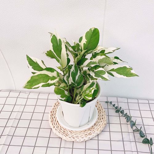 哪里能买到白金葛绿萝品种？-图1