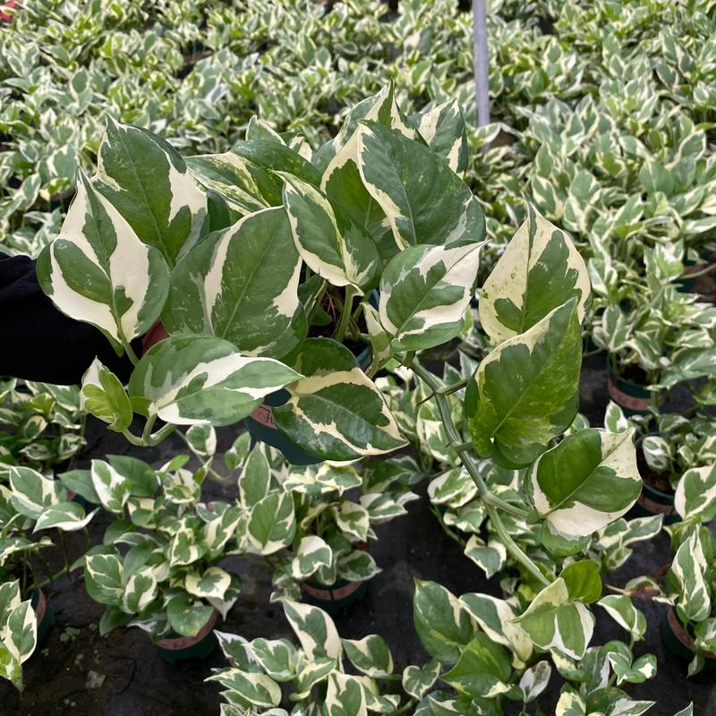 哪里能买到白金葛绿萝品种？-图3