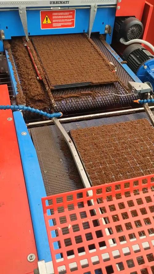 草本花卉育苗盘播种,关键技术要点有哪些?-图2 草本花卉育苗盘播种,关键技术要点有哪些?-图2