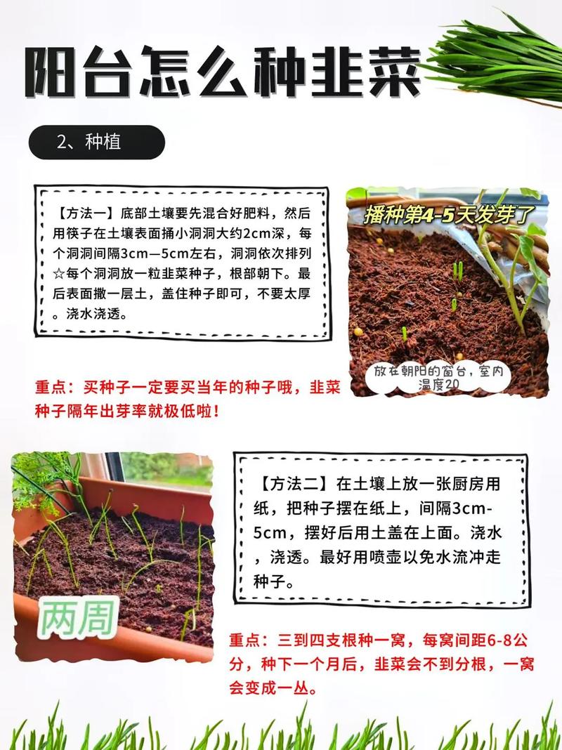 韭菜籽家庭怎么种植技术-图3