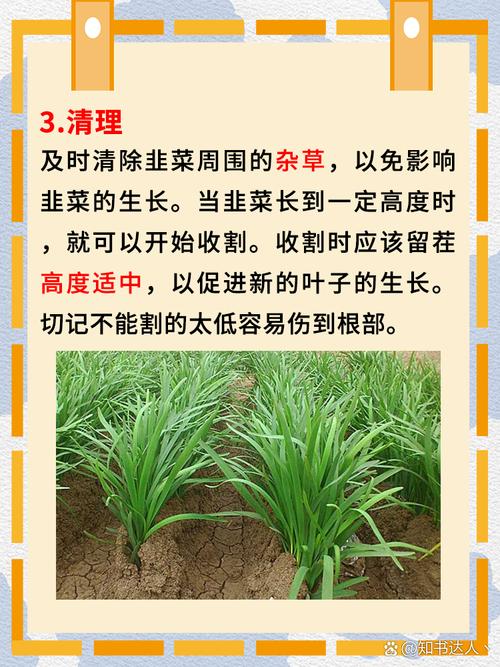 韭菜籽家庭怎么种植技术-图1