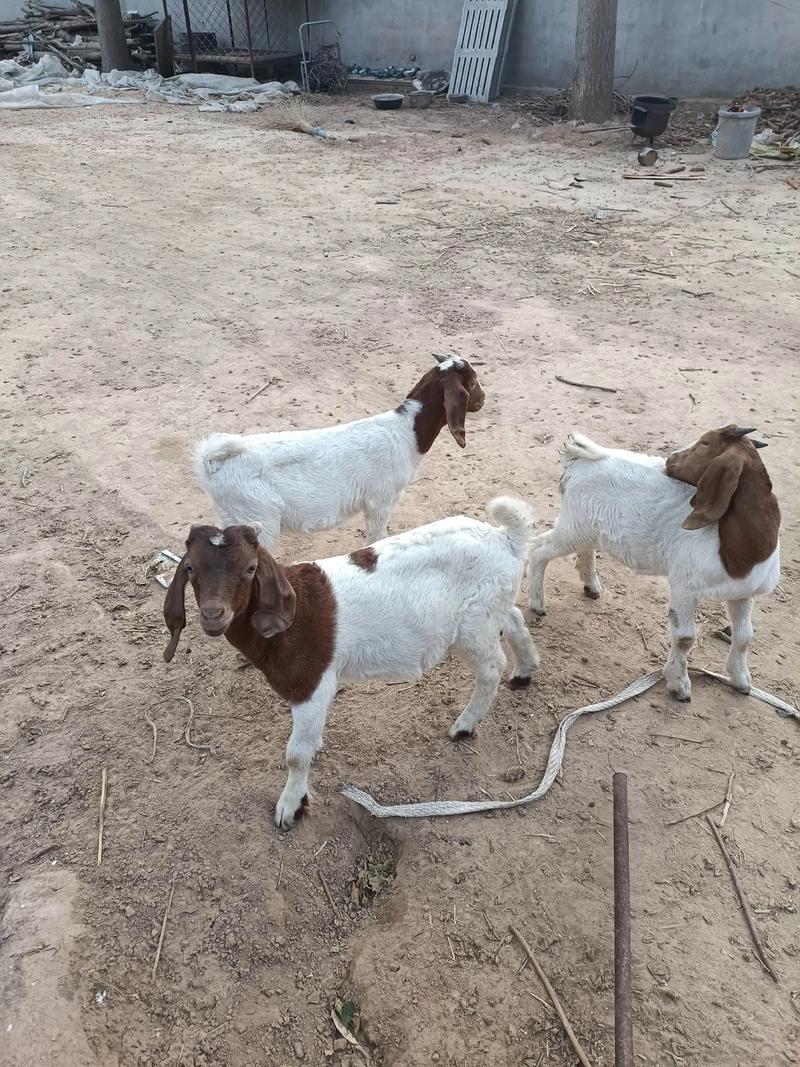 黄山羊养殖技术视频，关键技巧有哪些？-图3