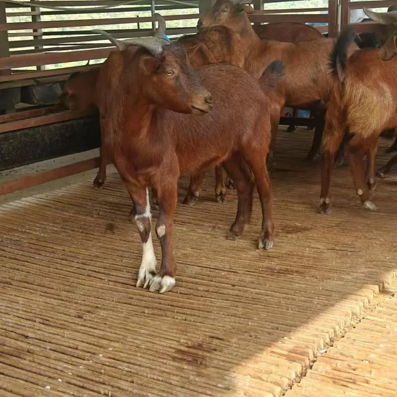 黄山羊养殖技术视频，关键技巧有哪些？-图1