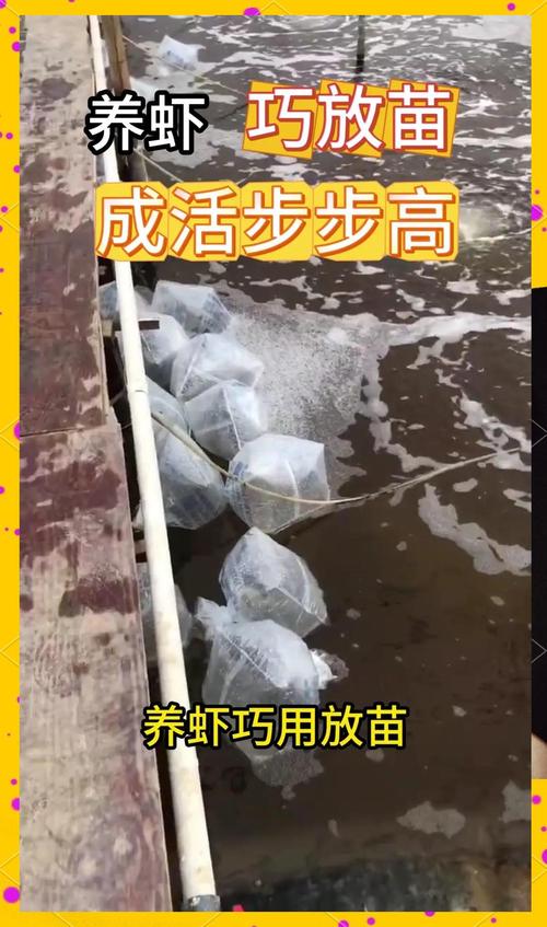 微流水养殖青虾高产技术，关键点在哪？-图1