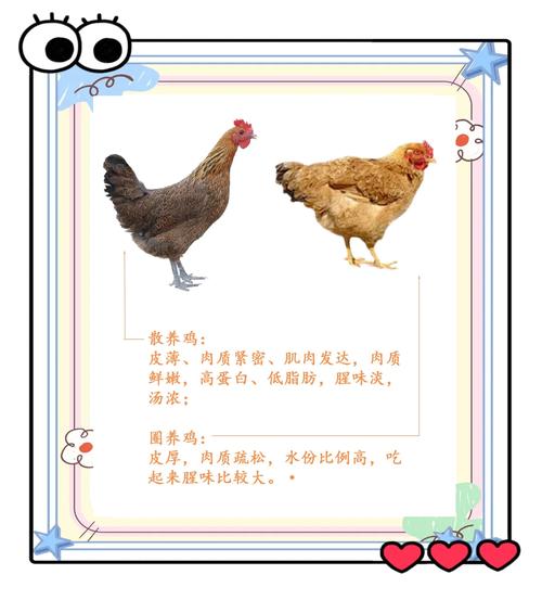 鸡的新品种的形成是由于-图1