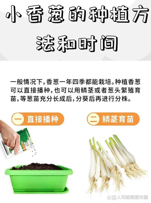 室内种小葱,技术要点有哪些?-图1 室内种小葱,技术要点有哪些?-图1