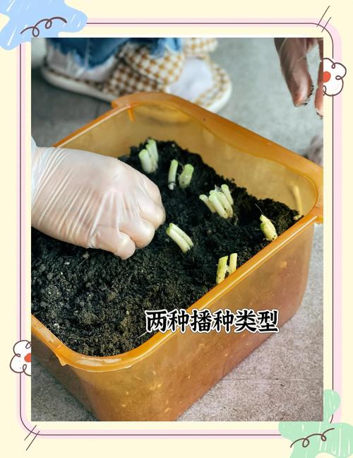 室内种小葱，技术要点有哪些？-图3