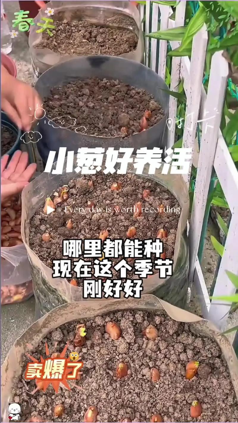 室内种小葱,技术要点有哪些?-图2 室内种小葱,技术要点有哪些?-图2