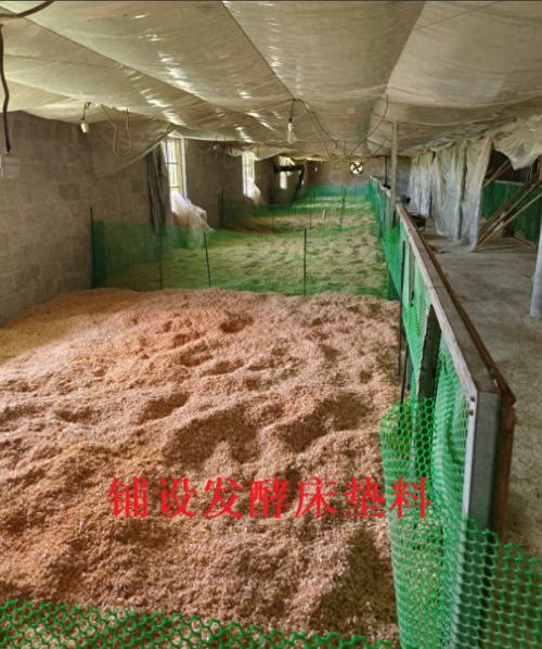 锯末发酵床养鸡技术如何操作？-图1