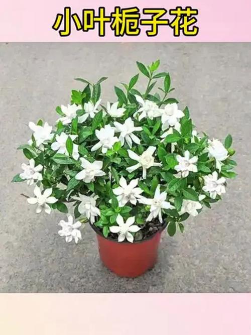 小叶栀子花到底有多少个品种？-图1