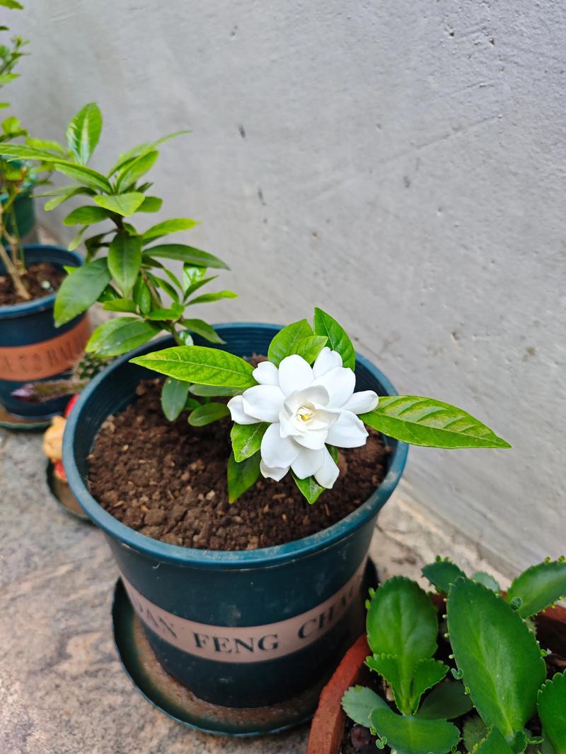 小叶栀子花到底有多少个品种？-图2