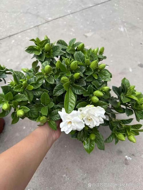 小叶栀子花到底有多少个品种？-图3