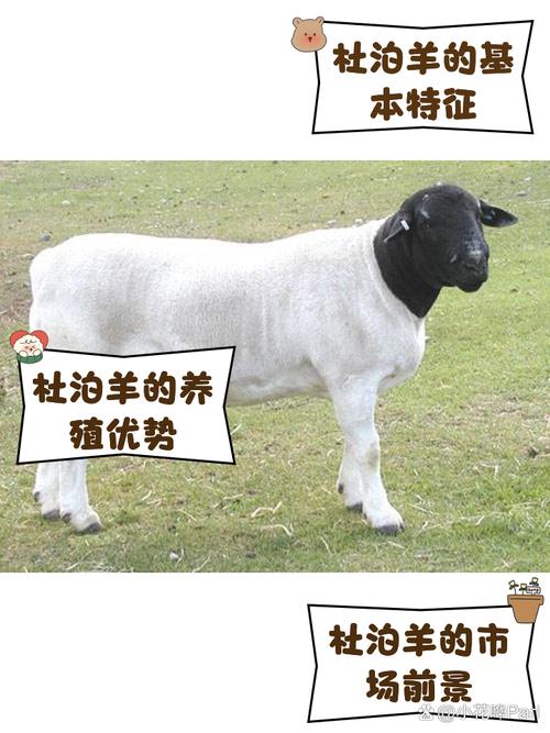 哪里能买到好品种的羊?-图1 哪里能买到好品种的羊?-图1