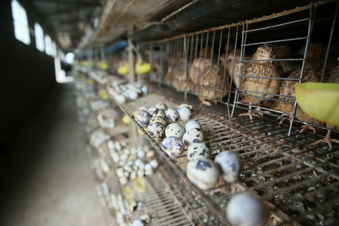 鹌鹑养殖技术技巧和经验有哪些关键要点?-图2 鹌鹑养殖技术技巧和经验有哪些关键要点?-图2