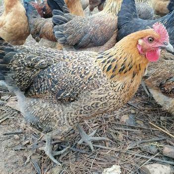 中国农村养殖网常见鸡品种有哪些?-图1 中国农村养殖网常见鸡品种有哪些?-图1