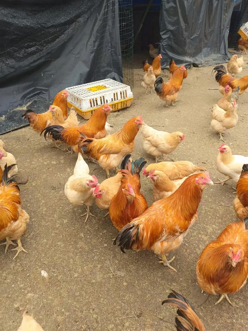 中国农村养殖网常见鸡品种有哪些?-图2 中国农村养殖网常见鸡品种有哪些?-图2