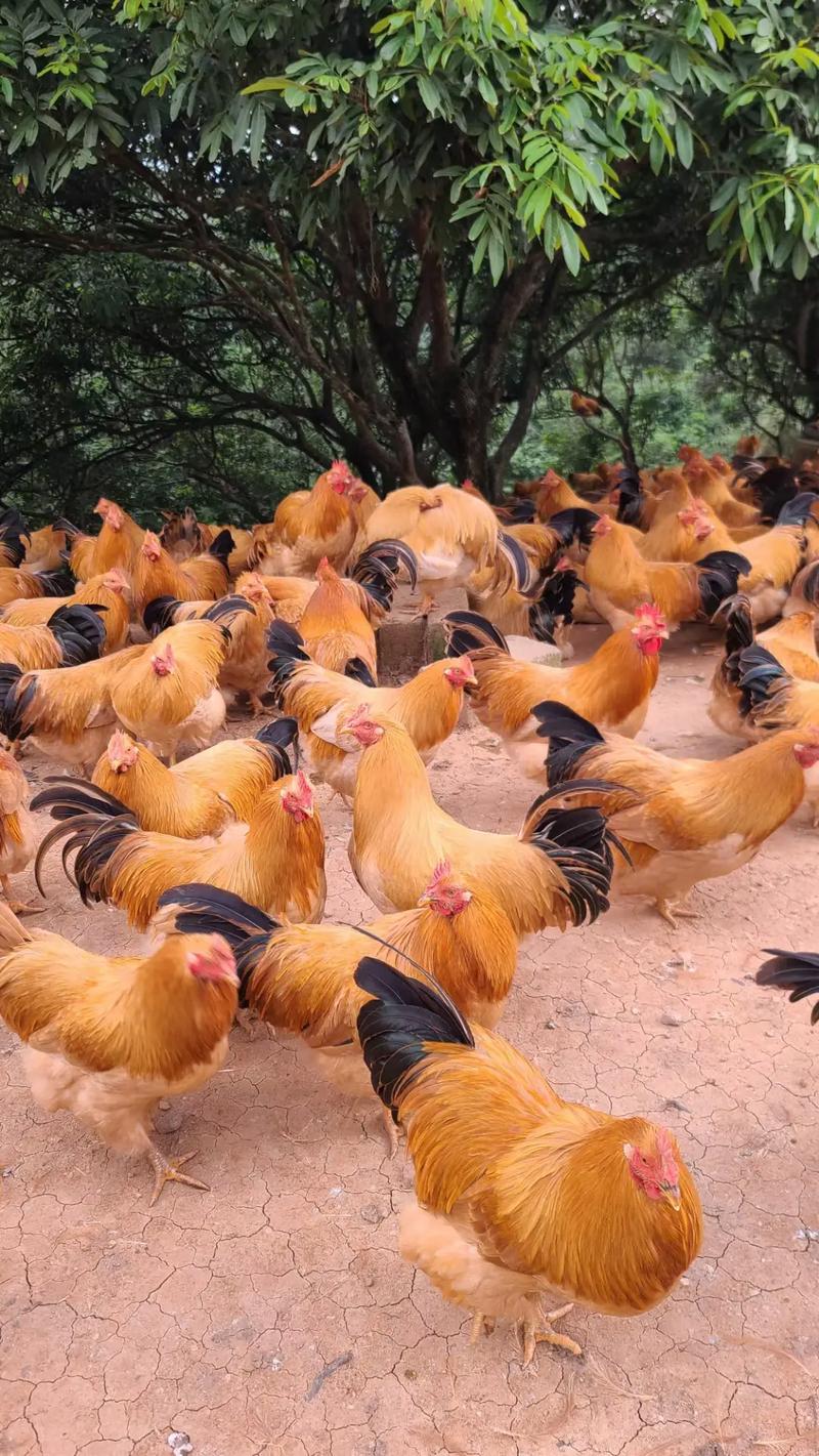 中国农村养殖网常见鸡品种有哪些?-图3 中国农村养殖网常见鸡品种有哪些?-图3