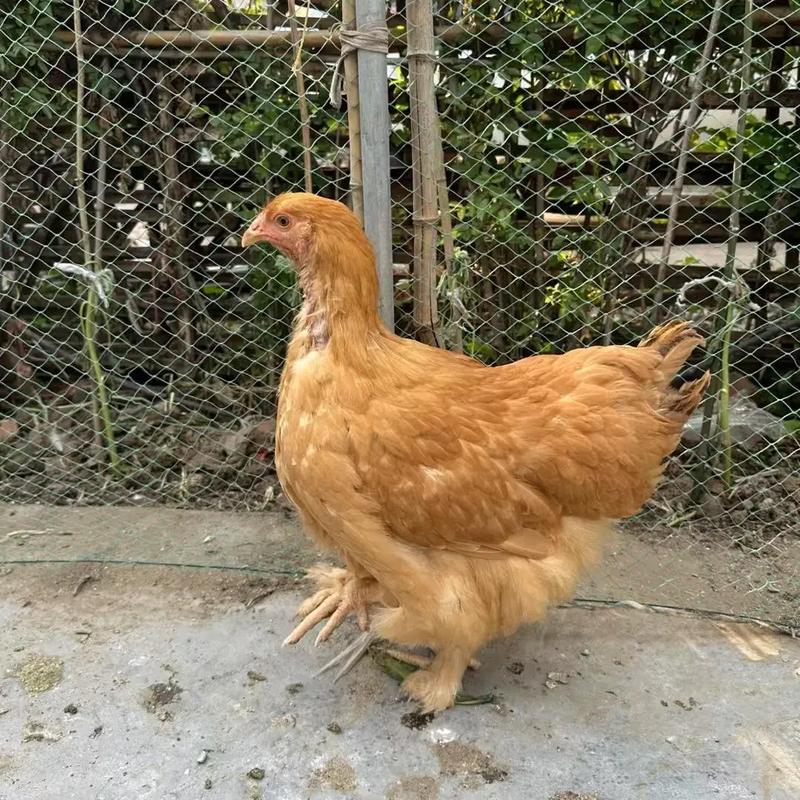 世界观赏鸡品种究竟有多少？-图1