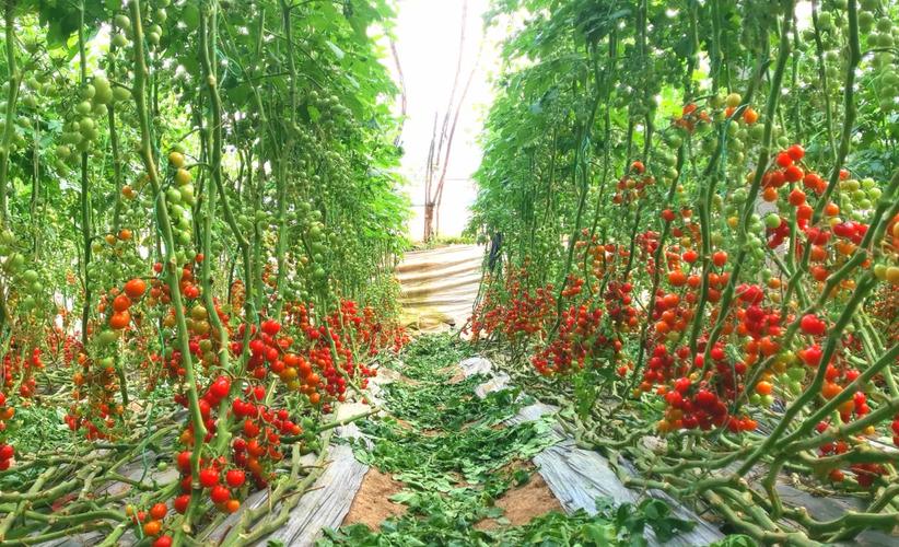 西红柿种植栽培技术视频有哪些要点？-图3